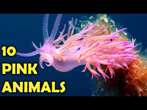 Видео: 10 красивых розовых животных для детей!