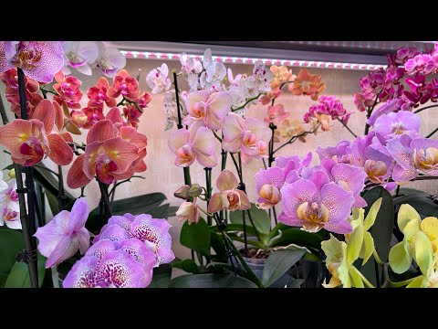 Видео: Сорта Орхидей на которые стоит обратить внимание