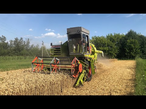 Видео: Йду помічником комбайнера на Claas Consul. Жнива пшениці, урожайність як ніколи