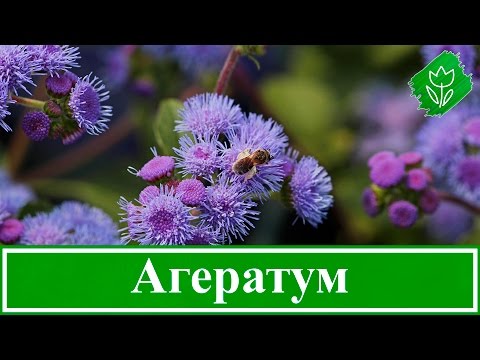 Видео: Цветок агератум – уход и посадка, выращивание из семян