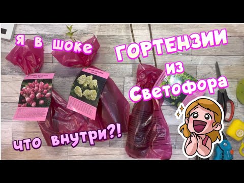 Видео: ГОРТЕНЗИИ ИЗ СВЕТОФОРА.ЧТО ВНУТРИ?