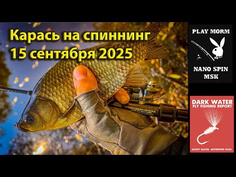 Видео: Мормонимфинг 15 сентября 2025