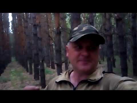 Видео: Порох БАРС 1991 г  и картечь с крахмалом на порохе ирбис охота-35, отстрел