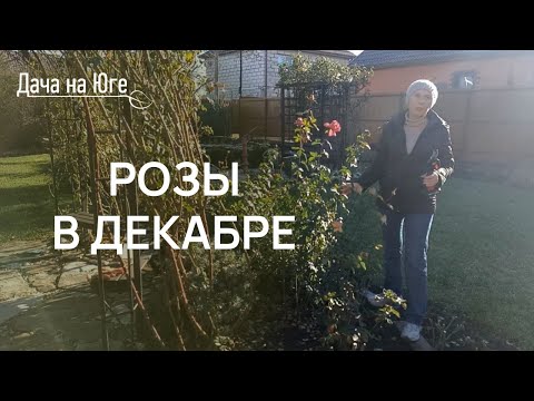 Видео: Дача на Юге - Розы в декабре. Подготовка к зиме.