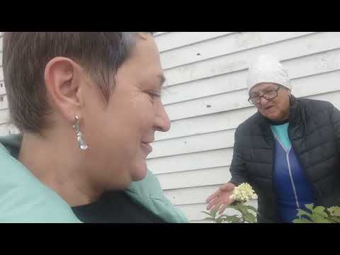 Видео: Засолили вторую бочку зеленых помидор.