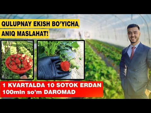 Видео: Асл Корея КУЛУПНАЙ кучатлари кандай булади? Кулупнайчилик сирлари.