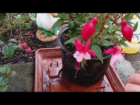 Видео: купили фуксии,  что нужно  сделать  первым делом #фуксии #