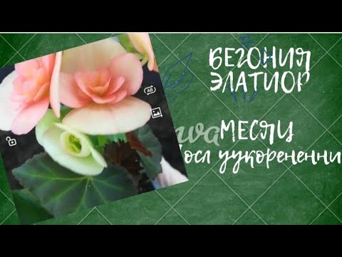 Видео: как выглядит БЕГОНИЯ ЭЛАТИОР, через месяц после укоренения.