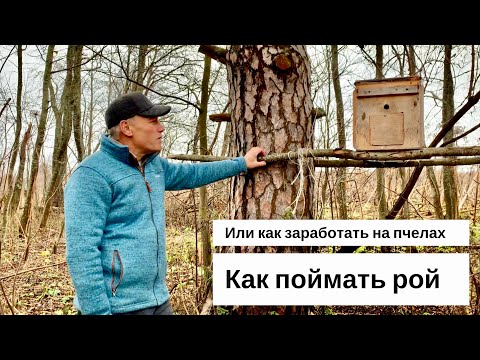 Видео: КАК ПОЙМАТЬ РОЙ. ИЛИ КАК ЗАРАБОТАТЬ/РАЗБОГАТЕТЬ НА ПЧЁЛАХ