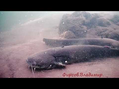Видео: Где ты ? борода из ваты.