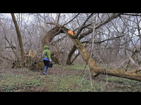 Видео: Одна на остров, за зимними грибами! 19.01.2025.