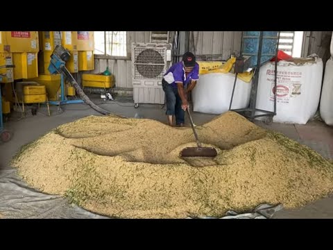 Видео: Удивительно ! Как делают рис - Тайваньская кухня