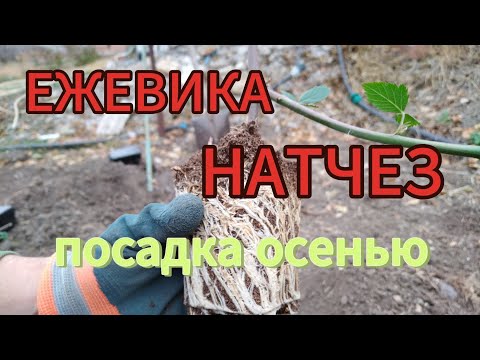 Видео: Как посадить саженцы ежевики осенью