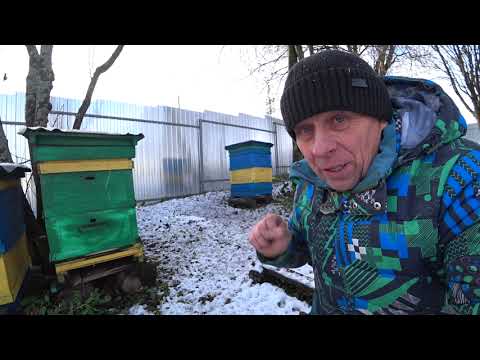 Видео: ЗИМОВКА ПЧЁЛ НА ВОЛЕ.