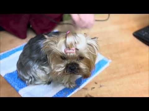 Видео: Постигаю азы груминга ) наш мастера уехала , теперь надежда только на меня ))) 