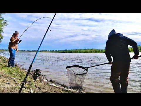 Видео: САЗАНЫ И КАРАСИ НА КРОКОДИЛЫ. Рыбалка на жмых. Ловля карася и сазана.
