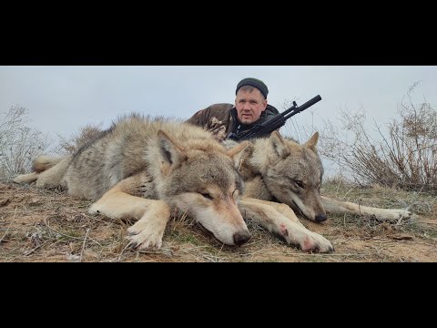 Видео: ОХОТА НА ВОЛКОВ!ДОБЫЛИ ТРЕХ ВОЛКОВ
