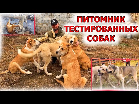 Видео: Собаки Тестовых испытаний, питомник Александра Корикова! Ютуб канал  - Серёгины собаки