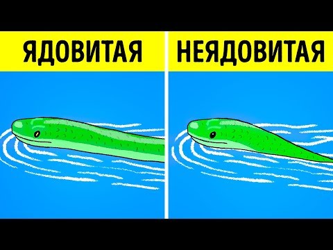Видео: Что Делать, Если вы Встретили Змею?