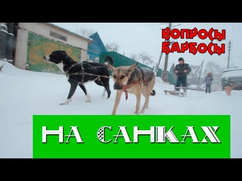 Видео: Как приучить собаку тянуть санки, нарты