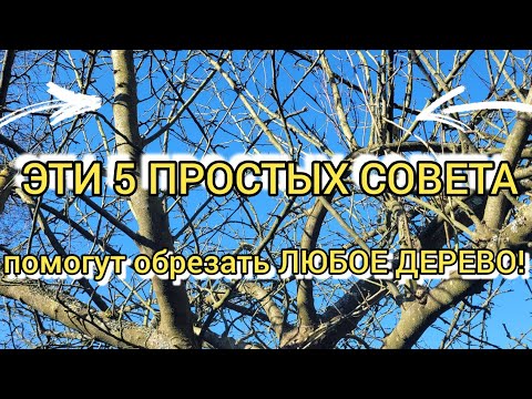 Видео: ОБРЕЗКА ЯБЛОНИ которую НИКОГДА НЕ ОБРЕЗАЛИ! Эти 5 советов помогут преобразить любое дерево.