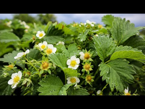 Видео: Кущі полуниці Гарні,Масивні і Доглянуті-За це Полуниця НАМ віддячить Рясним врожаєм