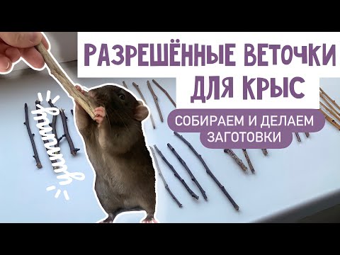 Видео: ВЕТОЧКИ ДЛЯ КРЫС | ЛЕТНИЙ ПРИКОРМ ДЛЯ КРЫС | КАКИЕ ВЕТОЧКИ МОЖНО КРЫСАМ