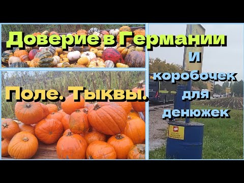 Видео: 60.🇩🇪Поле, вы и ваша честность #германия #обычаигермания #бавария