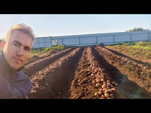 Видео: Итоги урожая Сарпо Мира в 2025. Часть 3