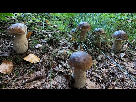 Видео: Мрія кожного Грибника!!! По Білі Гриби в Карпати