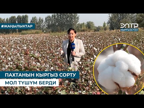 Видео: ПАХТАНЫН КЫРГЫЗ СОРТУ МОЛ ТҮШҮМ БЕРДИ