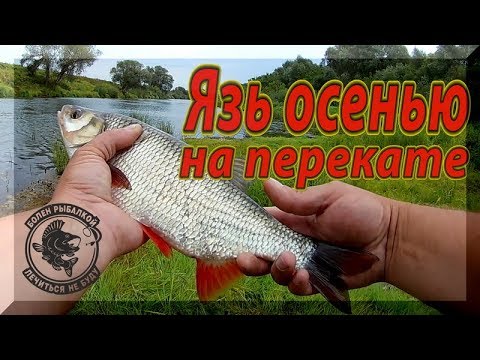 Видео: Клев язя осенью на перекате. Не пропусти жор ЯЗЯ. Ловля язя на воблеры.