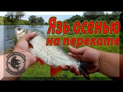 Видео: Клев язя осенью на перекате. Не пропусти жор ЯЗЯ. Ловля язя на воблеры.