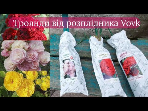 Видео: Розы от Плантации Vovk. Обзор посылки с новыми саженцами и Мои Цветущие Розы от Vovk