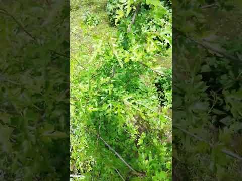 Видео: Печальные новости ☘️#домашниеживотные #bunny #живаяприрода #павлин #цесарки #кролики