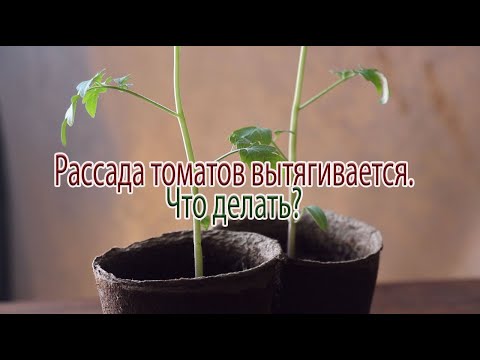 Видео: Рассада томатов вытягивается. Что делать?