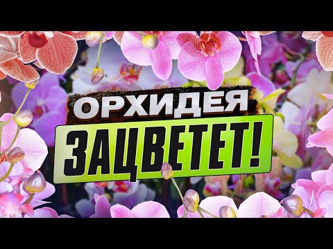 Видео: Цитокининовая паста. 100% способ размножение орхидеи дома. Совет цветовода ПРОФЕССИОНАЛА.