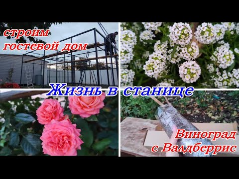Видео: Должанская, Жизнь в станице, Строим гостевой дом, Виноград с Валдберис, У нас цветёт сирень в ноябре