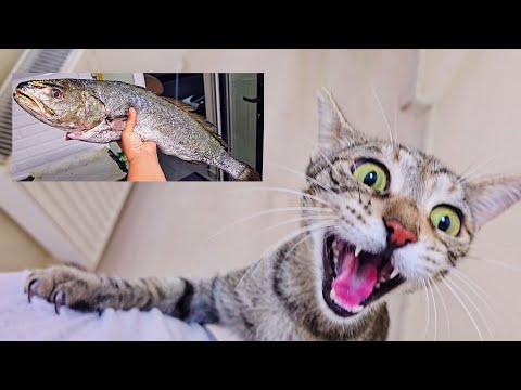 Видео: Как море помогает мне кормить десятки кошек