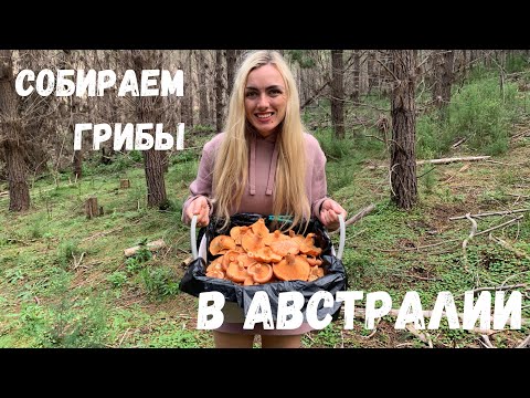 Видео: Собираем грибы в Австралии