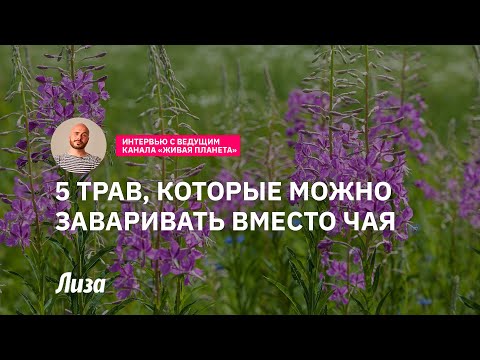 Видео: Травы, которые можно заваривать вместо чая
