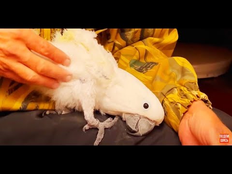 Видео: ВОТ ЭТО ДА! Вы посмотрите КАК попугай Жора ПОЛЮБИЛ ВЛАДА!