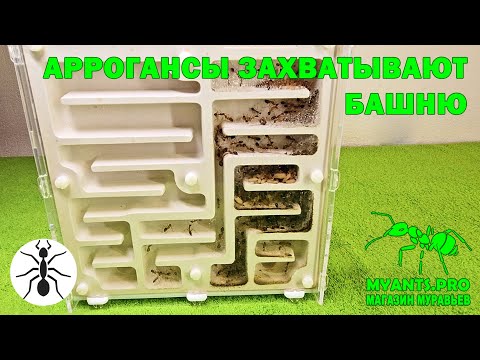 Видео: Проживание муравьев вида Camponotus arrogans (Аррогансы) в новый вертикальный формикарий Башня