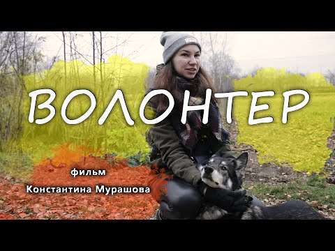 Видео: Как волонтер помогает животным