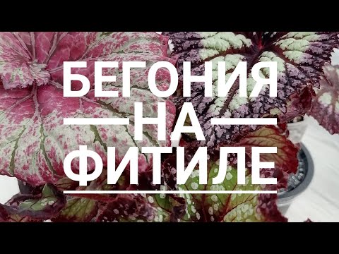 Видео: Декоративно-лиственные Бегонии на фитильном поливе, 15.05.2024