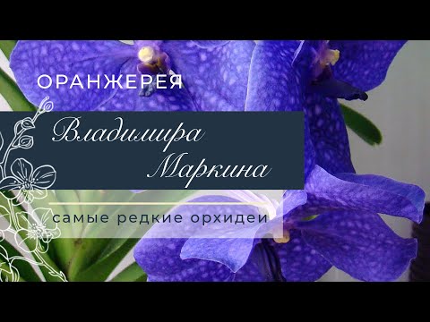 Видео: Владимир Маркин | Самые редкие орхидеи | В гостях у коллекционера