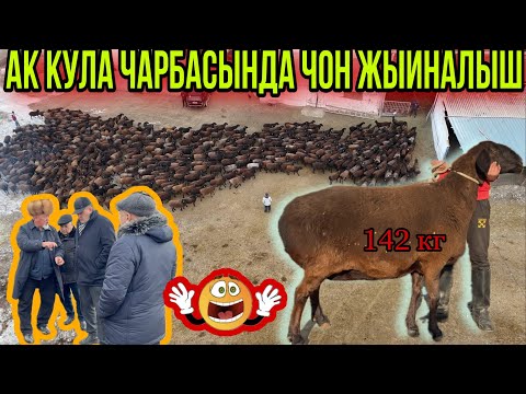 Видео: АК КУЛА Чарбасында. Туштукто Жакында ӨТТӨ ЧОҢ ЖАНЫЛЫК БОЛОТ😊🙋🏻‍♂️🔥🇰🇬