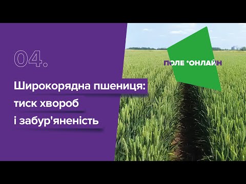 Видео: Широкорядний посів пшениці: менше стебел, але краща якість?