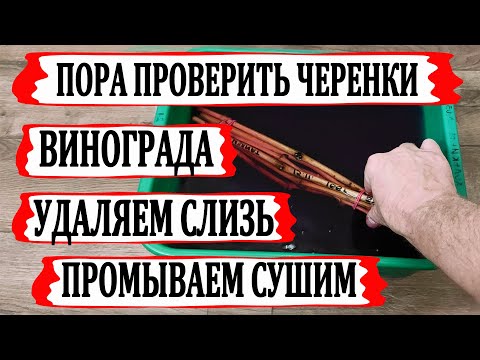 Видео: 🍇 Еще не поздно! Проверяем ЧЕРЕНКИ ВИНОГРАДА в холодильнике. Промываем в МАРГАНЦОВКЕ, удаляем слизь.