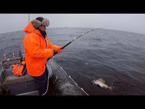 Видео: МОРСКАЯ РЫБАЛКА ЛЮБИТ НАСТОЙЧИВЫХ / SEA FISHING LOVES THE PERSISTENT